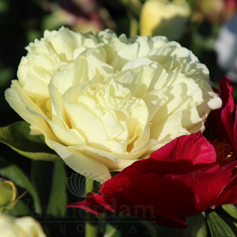 peony様917専用 peony様917専用 Peony】SNSで話題のライフスタイルブランドから濡れたよう